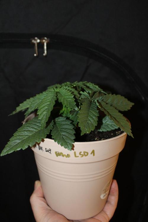LSD - Barney's Farm. Week 2