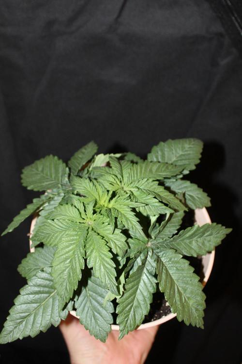 LSD - Barney's Farm. Week 2