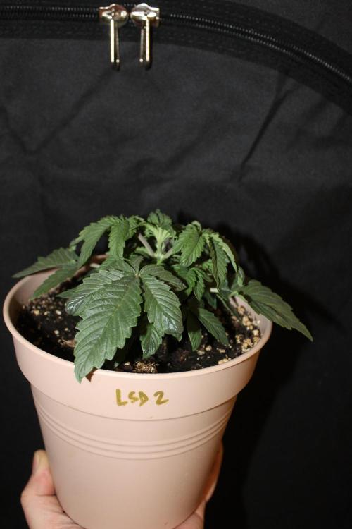 LSD - Barney's Farm. Week 2