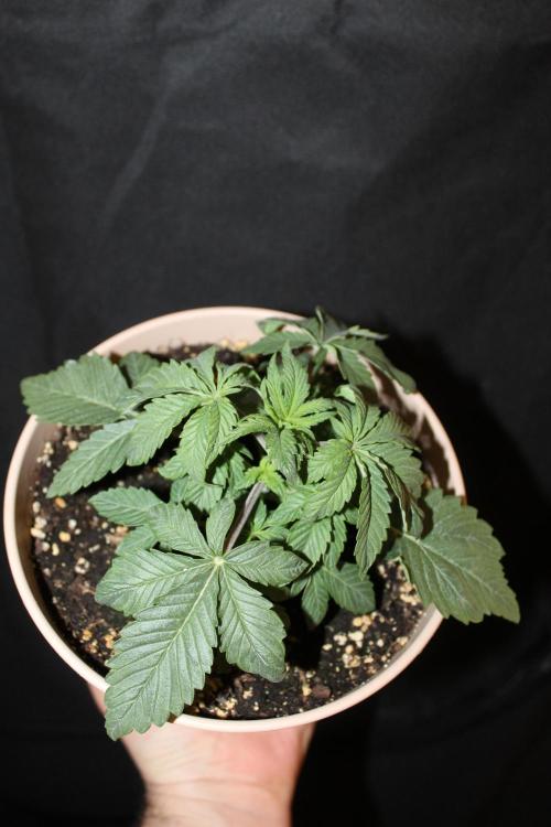 LSD - Barney's Farm. Week 2