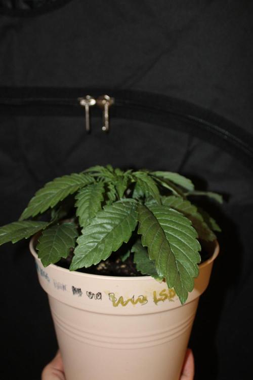 LSD - Barney's Farm. Week 2