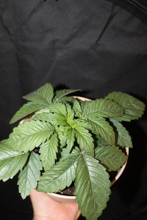 LSD - Barney's Farm. Week 2