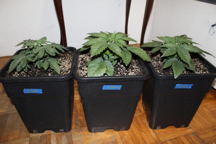 LSD - Barney's Farm. Week 2