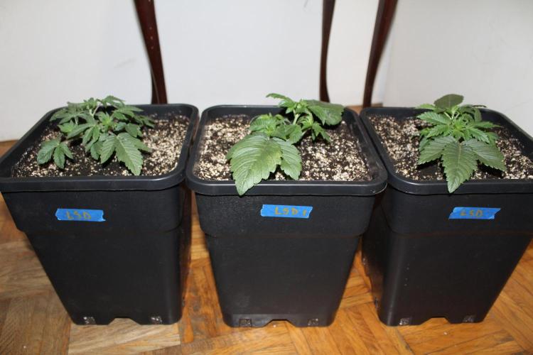 LSD - Barney's Farm. Week 2