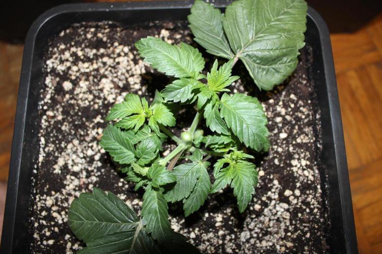 LSD - Barney's Farm. Week 2