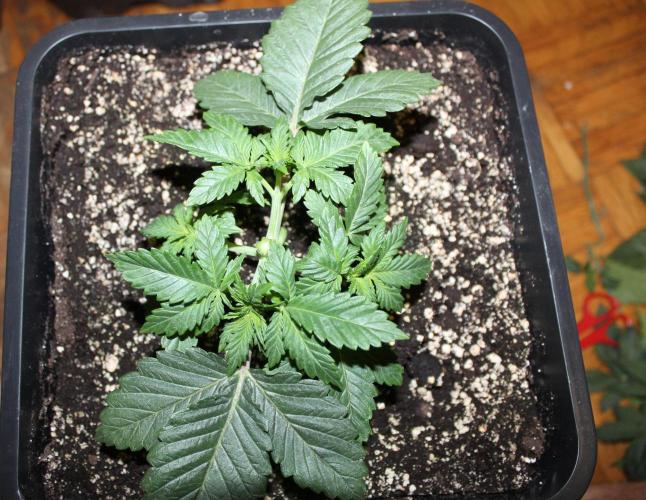 LSD - Barney's Farm. Week 2