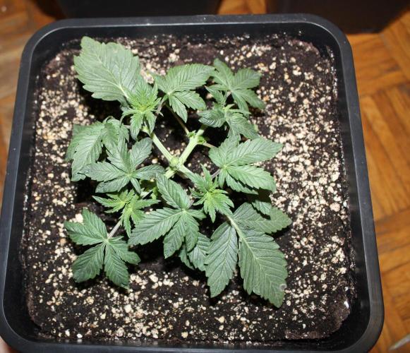 LSD - Barney's Farm. Week 2