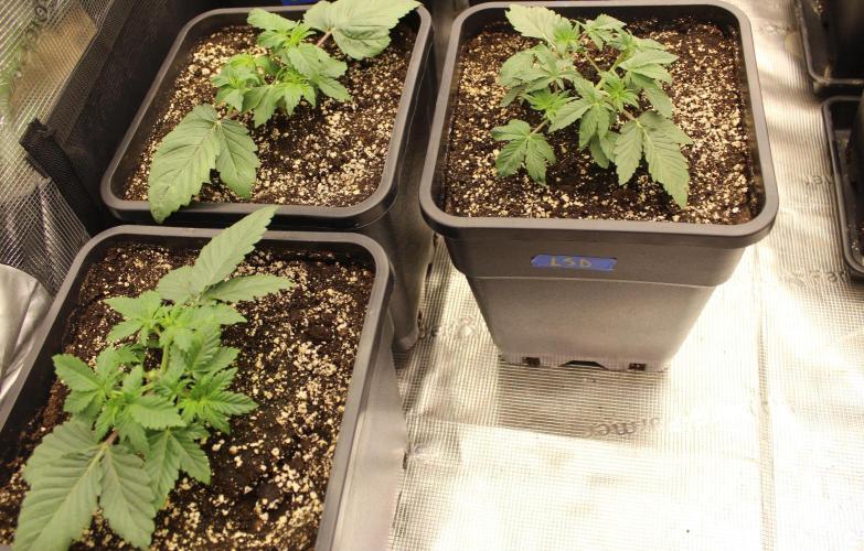 LSD - Barney's Farm. Week 2