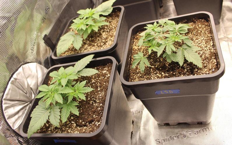 LSD - Barney's Farm. Week 2