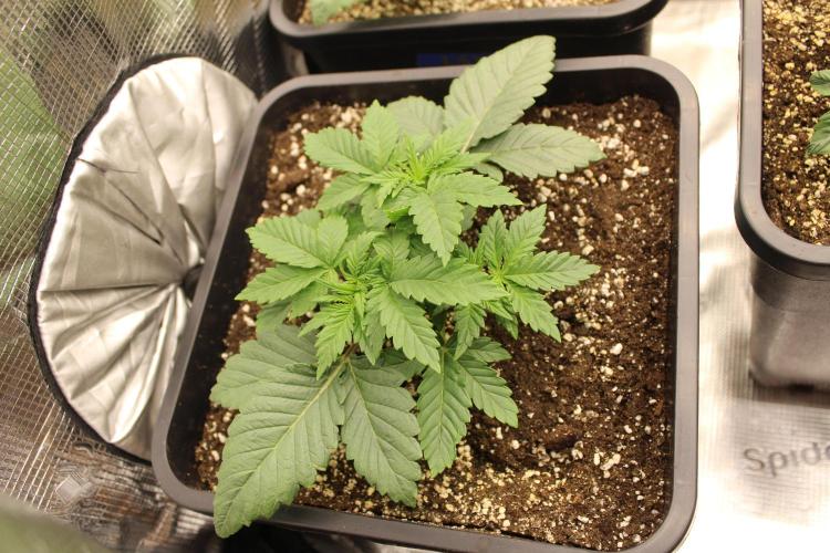 LSD - Barney's Farm. Week 2