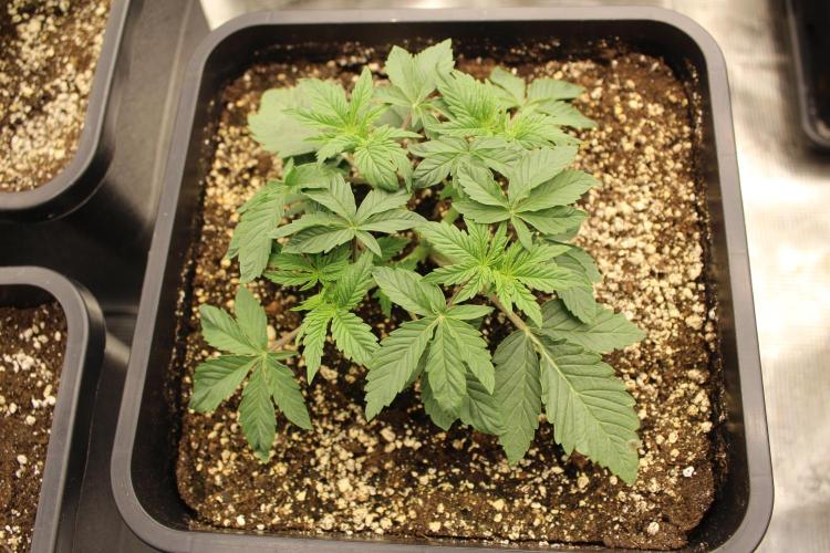 LSD - Barney's Farm. Week 2
