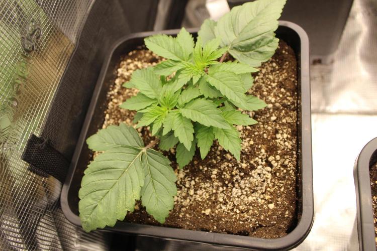 LSD - Barney's Farm. Week 2