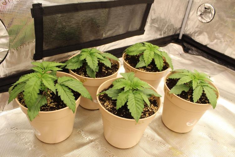 BUBBA KUSH - Barney's Farm. Week 2