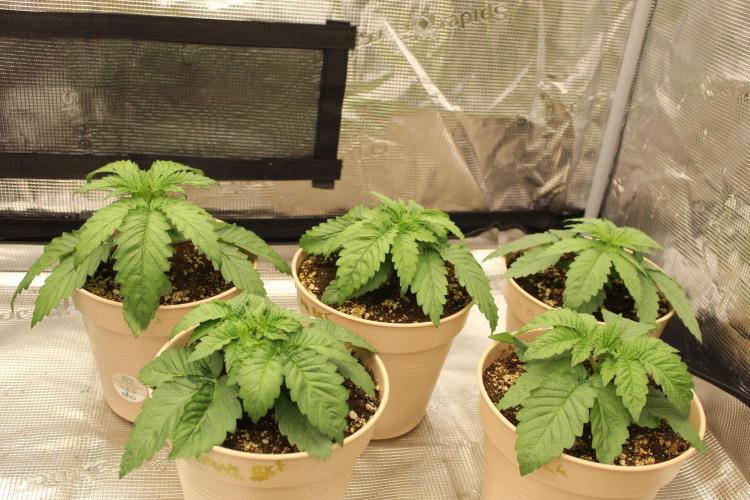 BUBBA KUSH - Barney's Farm. Week 2