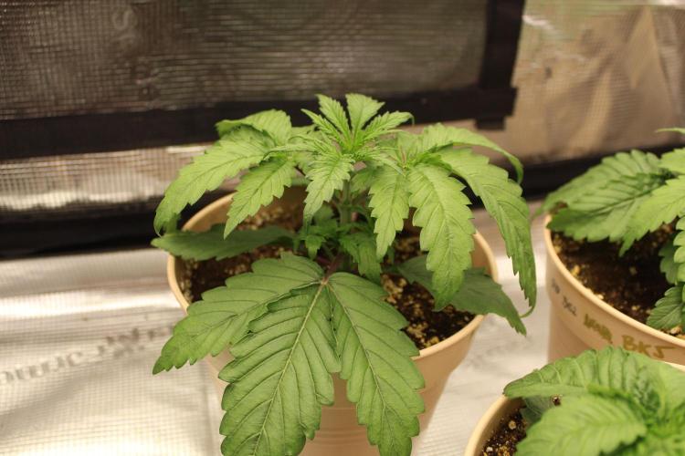 BUBBA KUSH - Barney's Farm. Week 2