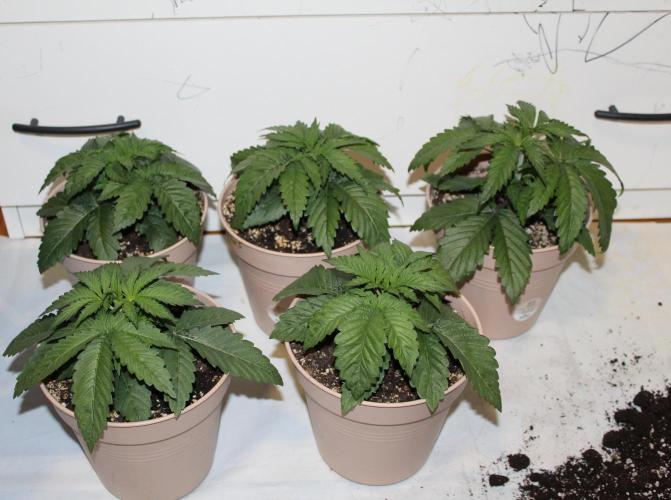 BUBBA KUSH - Barney's Farm. Week 2