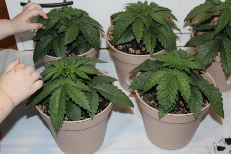 BUBBA KUSH - Barney's Farm. Week 2
