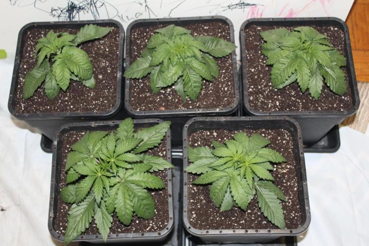 BUBBA KUSH - Barney's Farm. Week 2