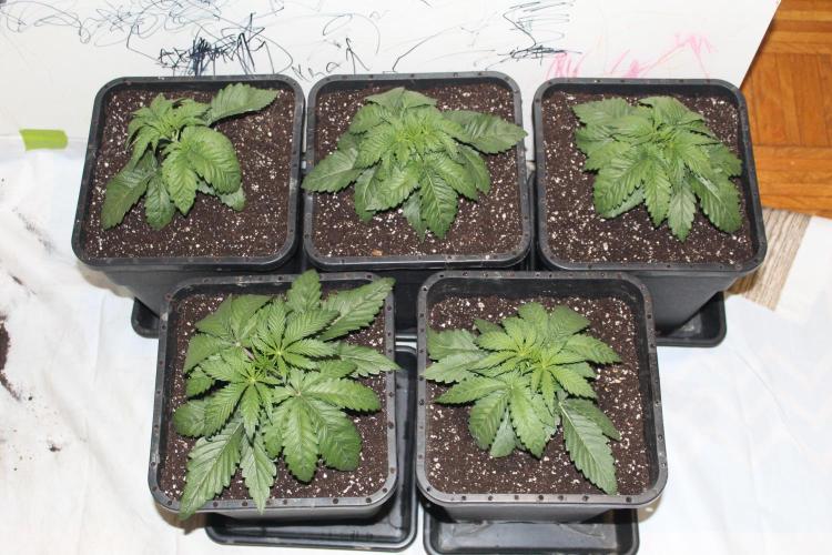 BUBBA KUSH - Barney's Farm. Week 2