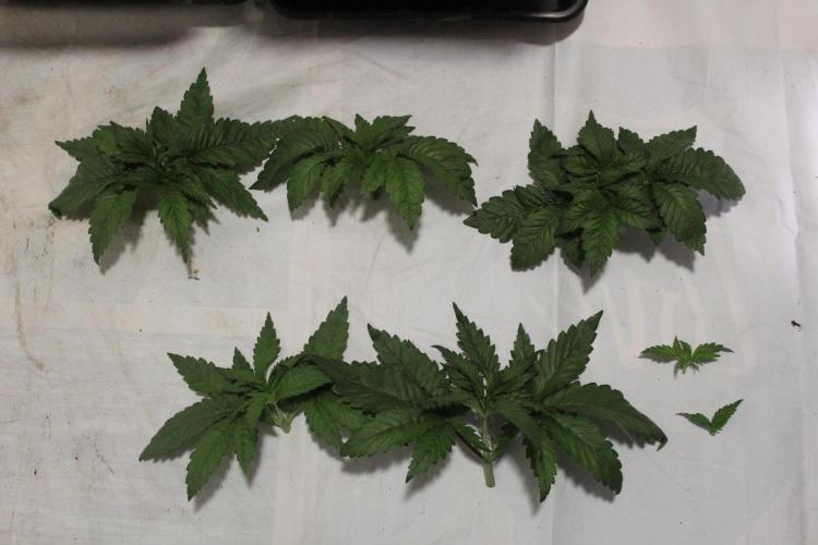 BUBBA KUSH - Barney's Farm. Week 2