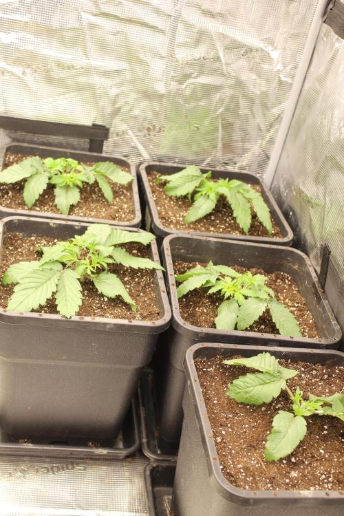 BUBBA KUSH - Barney's Farm. Week 2