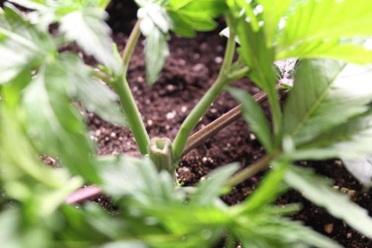 BUBBA KUSH - Barney's Farm. Week 2