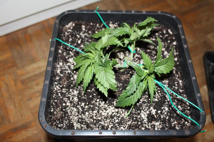 BUBBA KUSH - Barney's Farm. Week 2