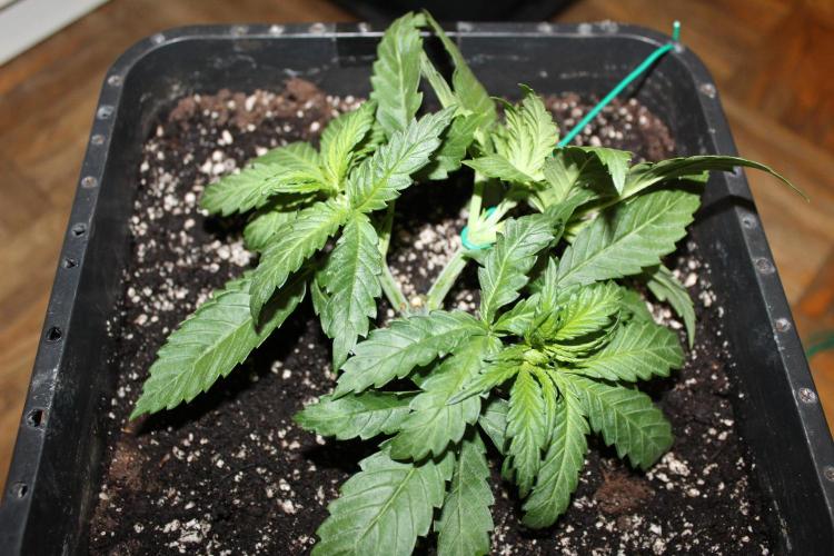 BUBBA KUSH - Barney's Farm. Week 2