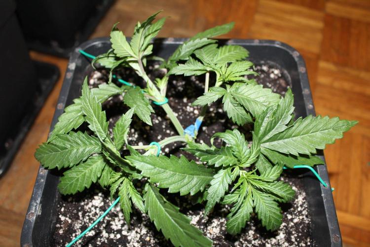 BUBBA KUSH - Barney's Farm. Week 2