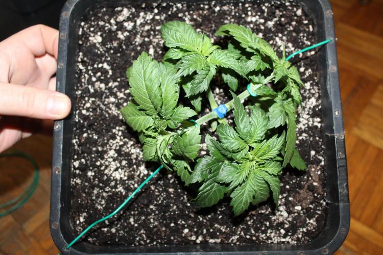 BUBBA KUSH - Barney's Farm. Week 2