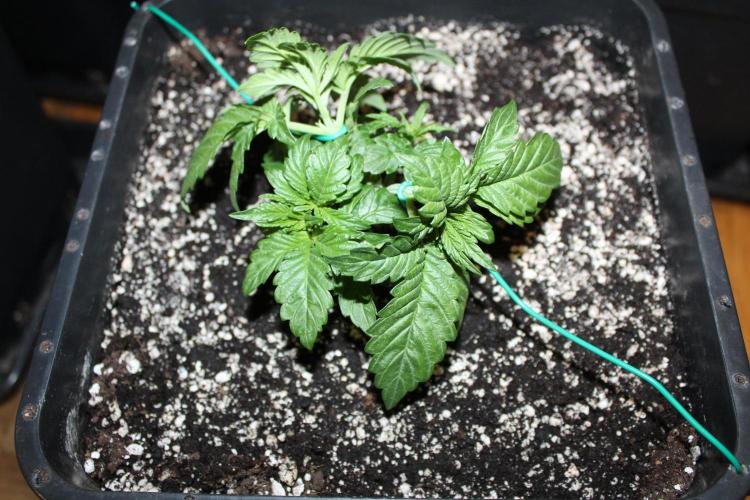 BUBBA KUSH - Barney's Farm. Week 2