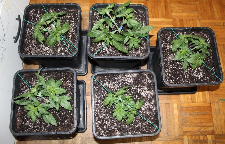 BUBBA KUSH - Barney's Farm. Week 2
