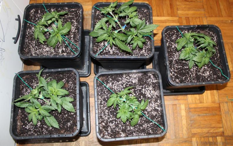 BUBBA KUSH - Barney's Farm. Week 2