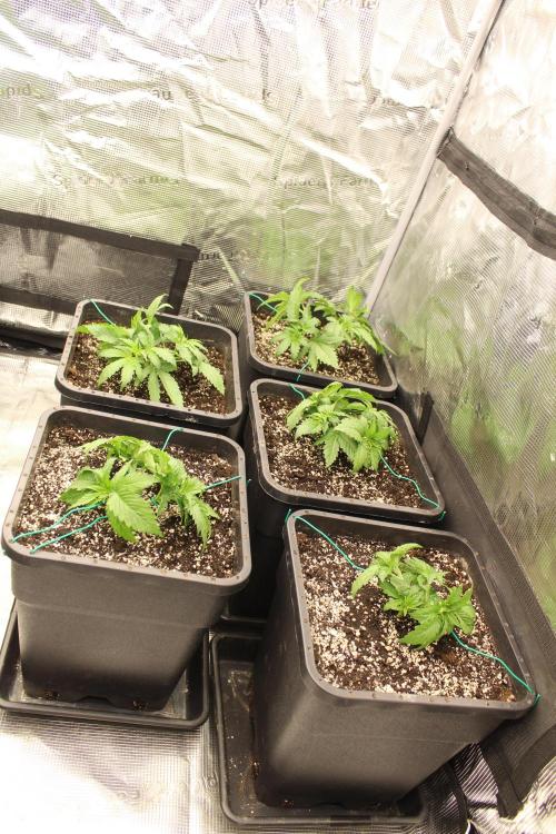 BUBBA KUSH - Barney's Farm. Week 2
