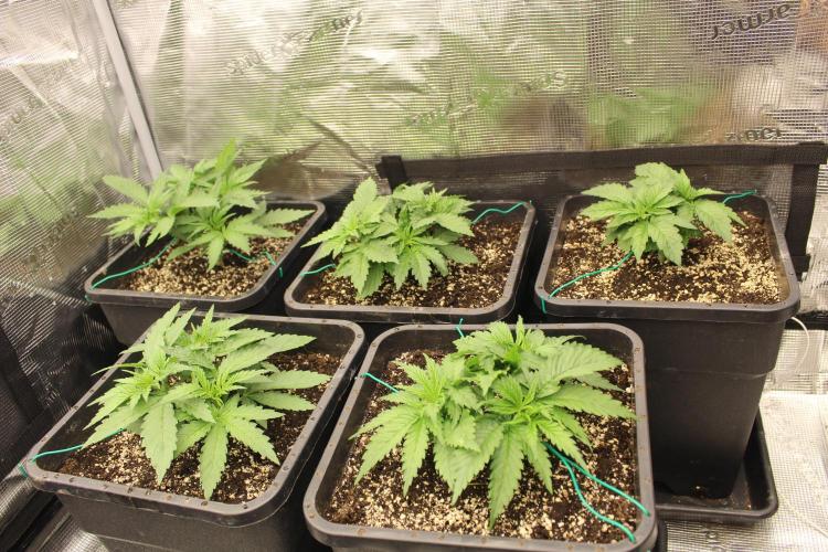 BUBBA KUSH - Barney's Farm. Week 2