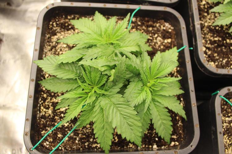 BUBBA KUSH - Barney's Farm. Week 2