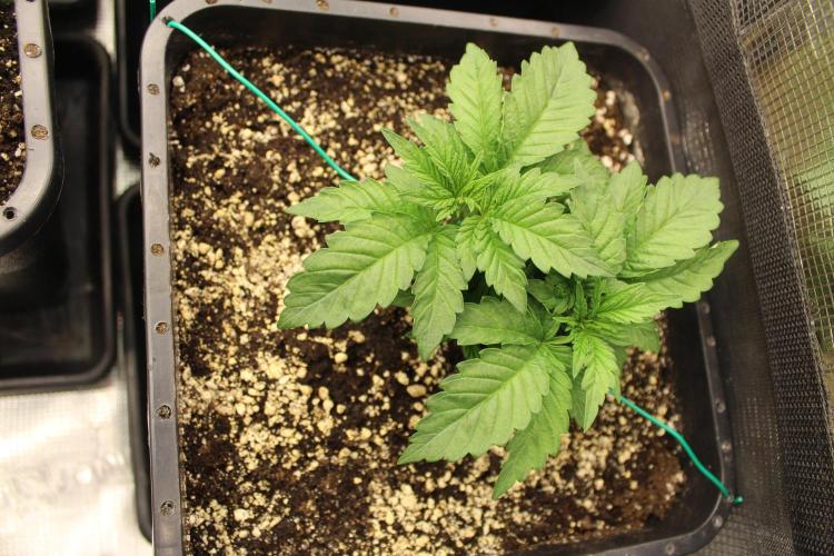 BUBBA KUSH - Barney's Farm. Week 2