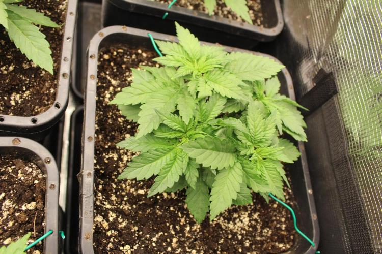 BUBBA KUSH - Barney's Farm. Week 2