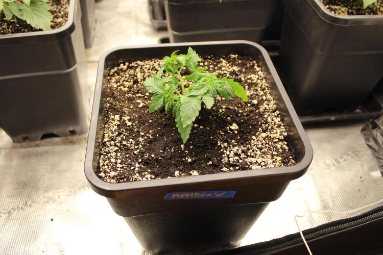 WEMBLEY X MENDOCINO Pyramid Seeds. Week 3