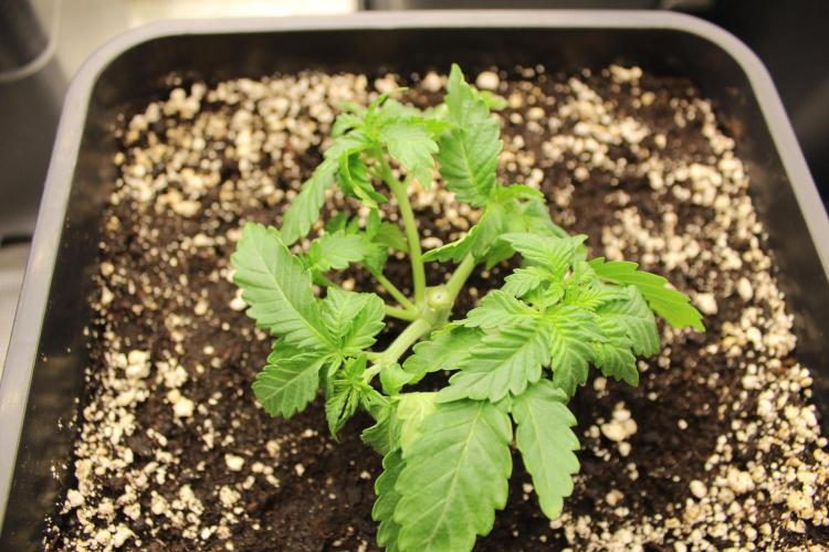 WEMBLEY X MENDOCINO Pyramid Seeds. Week 3