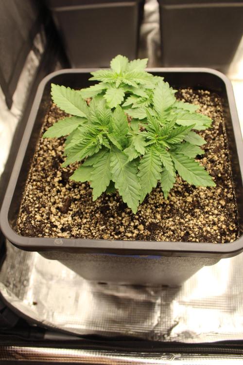 WEMBLEY X MENDOCINO Pyramid Seeds. Week 3