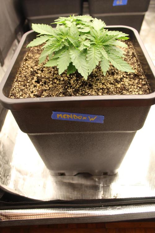 WEMBLEY X MENDOCINO Pyramid Seeds. Week 3