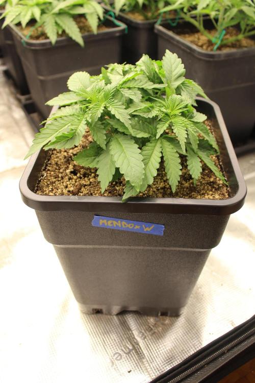 WEMBLEY X MENDOCINO Pyramid Seeds. Week 3
