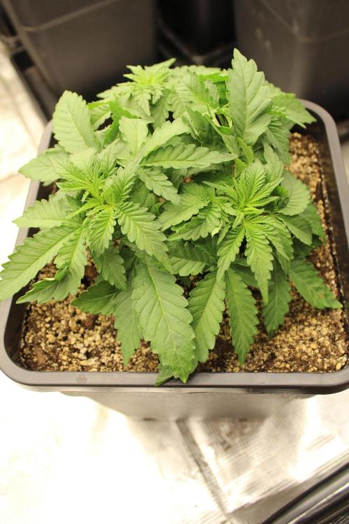 WEMBLEY X MENDOCINO Pyramid Seeds. Week 3