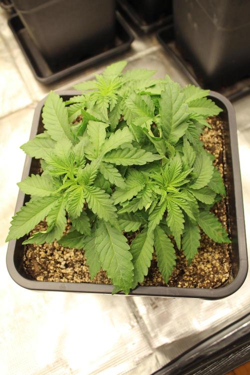 WEMBLEY X MENDOCINO Pyramid Seeds. Week 3