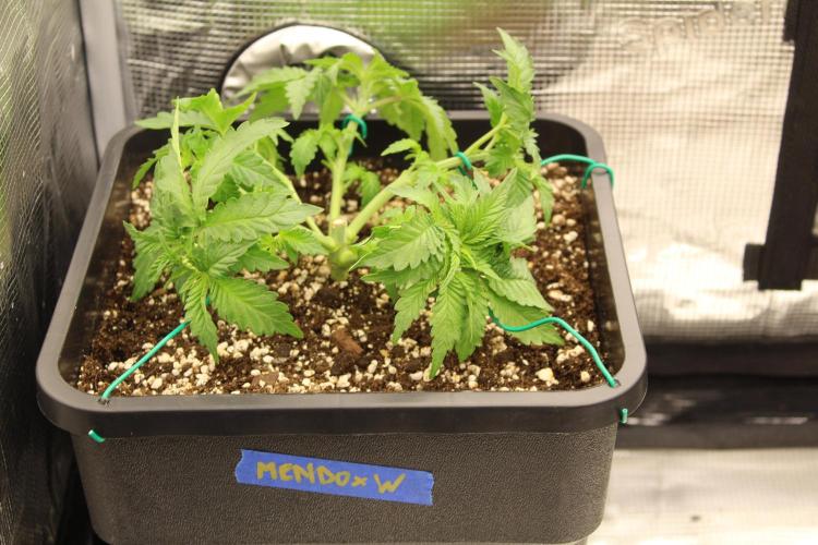 WEMBLEY X MENDOCINO Pyramid Seeds. Week 3