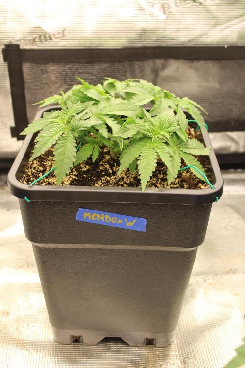 WEMBLEY X MENDOCINO Pyramid Seeds. Week 3