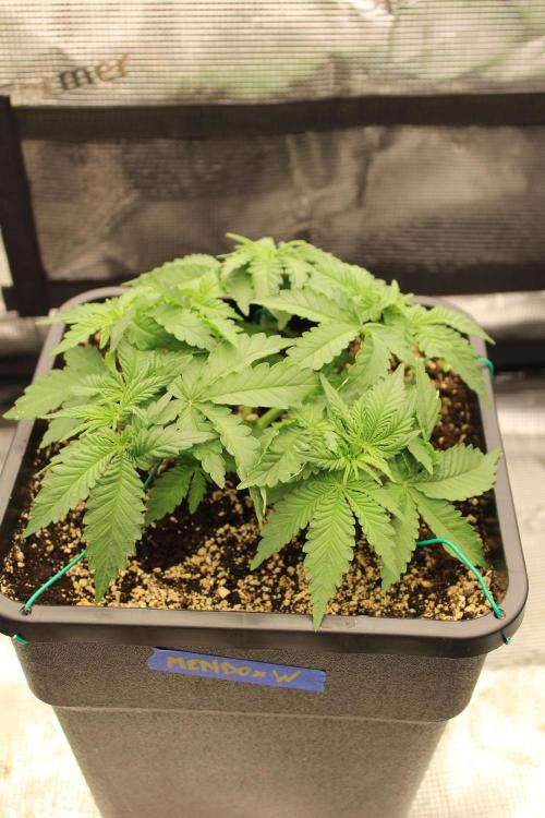 WEMBLEY X MENDOCINO Pyramid Seeds. Week 3
