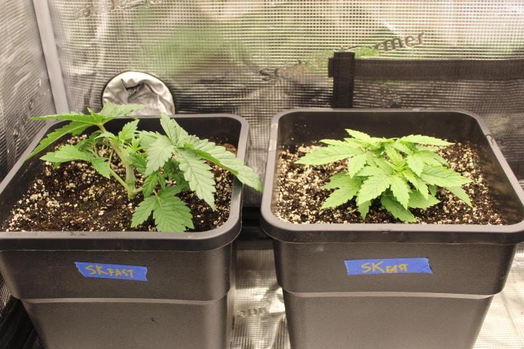 SUPER OG KUSH FAST - Pyramid Seeds. Week 3