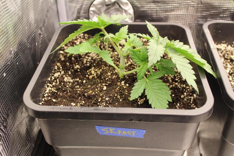 SUPER OG KUSH FAST - Pyramid Seeds. Week 3